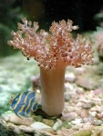MM Capnella imbricata - Keniabäumchen