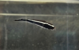Pholidichthys leucotaenia - Weissstreifen Aalgrundel