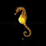 Hippocampus abdominalis - Neuseeland-Topfbauchpferdchen Hippocampus abdominalis - Neuseeland-Topfbauchpferdchen