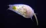 Nassarius sp. (2-3cm Endgröße) Nassarius sp. (2-3cm Endgröße)