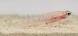 Coryphopterus personatus - Schwebegrundel Coryphopterus personatus - Schwebegrundel