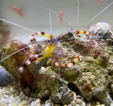 Stenopus cyanoscelis-Blaubein-Scherengarnele