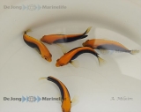 Centropyge acanthops - Orangerücken-Zwergkaiserfisch (PAAR) - Vorbestellung, derzeit längere Wartezeit