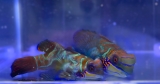 Synchiropus splendidus - Mandarinfish (PAIR)
