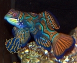 Synchiropus splendidus - Mandarin-Leierfisch (PAAR) - Vorbestellung