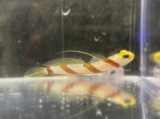 Stonogobiops nematodes - Lanzen-Symbiosegrundel (Einzeltiere)