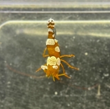 Thor amboinensis - Hohlkreuz-Garnele