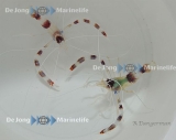 Stenopus hispidus - Gebänderte Scherengarnele (Paar) Stenopus hispidus - Gebänderte Scherengarnele (Paar)