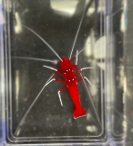 Lysmata debelius-Kardinalsgarnele oder Feuergarnele