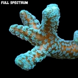 MM Seriatopora caliendrum grünlich MM Seriatopora caliendrum grünlich