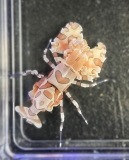 Hymenocera elegans/picta- Harlekingarnele (nur Einzeltiere)