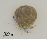 Clibanarius tricolor-Blaubein-Einsiedlerkrebs (30er pack) Clibanarius tricolor-Blaubein-Einsiedlerkrebs (30er pack)
