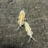 Berghia stephanieae (verrucosa) - Glasrosenfressende Nacktschnecke