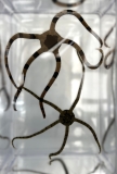 Ophiolepis superba - Gebänderter Schlangenstern
