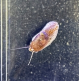 Stomatella sp. MM-Nachzucht (kleine Halbgehäuseschnecke)