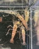 Lysmata wurdemanni/boggessi/kuekenthali/seticaudata (je nach Verfügbarkeit) Set (4x)