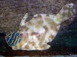Acreichthys tomentosus - Seegras- oder Tangfeilenfisch (PAAR)