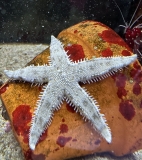 Archaster angulatus - Sandseestern Archaster angulatus - Sandseestern