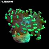 MM Fimbriaphyllia (Euphyllia) paraancora Einzelkopf #2421