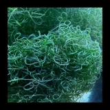 Chaetomorpha sp. - Drahtalgen Chaetomorpha sp. - Drahtalgen
