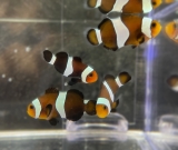 Amphiprion ocellaris schwarz - NACHZUCHTEN