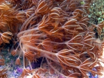 Xenia sp. pumpend Indonesien Stamm ( Beispielbilder) Xenia sp. pumpend Indonesien Stamm ( Beispielbilder)