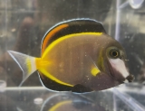 Acanthurus japonicus - Philippinen Doktorfisch