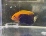 Centropyge acanthops - Orangerücken-Zwergkaiserfisch