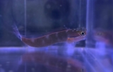 Ecsenius stigmatura - Schleimfisch Ecsenius stigmatura - Schleimfisch