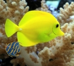Zebrasoma flavescens - super eingewöhnt aus Beckenauflösung, Wildfang Zebrasoma flavescens - super eingewöhnt aus Beckenauflösung, Wildfang