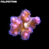 MM Pocillopora damicornis Sonderangebot