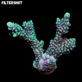 MM Montipora capita #1186 MM Montipora capita #1186