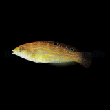 Halichoeres cosmetus - Schmuck Lippfisch Halichoeres cosmetus - Schmuck Lippfisch