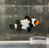 Amphiprion ocellaris Black Ice - NACHZUCHTEN Amphiprion ocellaris Black Ice - NACHZUCHTEN