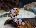 Amphiprion ocellaris Black Ice - NACHZUCHTEN