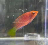 Pseudocheilinus hexataenia - Sechsstreifen-Lippfisch Pseudocheilinus hexataenia - Sechsstreifen-Lippfisch