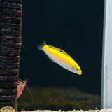 Halichoeres leucoxanthus - Indischer Kanarien Lippfisch