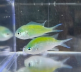 Chromis viridis (2 Stück) - grünes Schwalbenschwänzchen Chromis viridis (2 Stück) - grünes Schwalbenschwänzchen