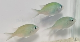 Chromis viridis (3 Stück) - grünes Schwalbenschwänzchen