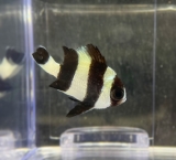 Dascyllus melanurus -  Vierbinden Preußenfisch