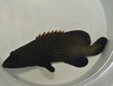 Cephalopholis argus Cephalopholis argus