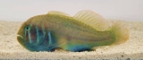 Gobiodon histrio/rivulatus - Blaupunkt-Korallengrundel