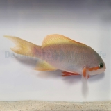 Pseudanthias huchtii - Fahnenbarsch