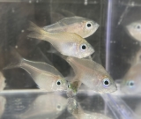 Zoramia (Apogon) leptacantha - Fadenflossen-Kardinalbarsch