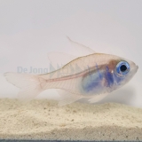 Zoramia (Apogon) leptacantha - Fadenflossen-Kardinalbarsch Zoramia (Apogon) leptacantha - Fadenflossen-Kardinalbarsch