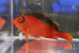 Neocirrhites armatus - Feuer-Korallenwächter