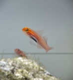 Eviota atriventris