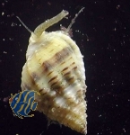 Nassarius vibex (10 Stk.) - Karibische Wellhornschnecke Nassarius vibex (10 Stk.) - Karibische Wellhornschnecke