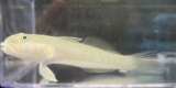 Valenciennea sexguttata - Sechspunkt-Schläfergrundel