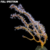 MM Diodogorgia nodulifera MM Diodogorgia nodulifera